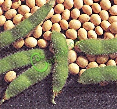 Семена Соя обыкновенная «Кубанская» - 10 семян, 12 упаковок Семенаград оптовый