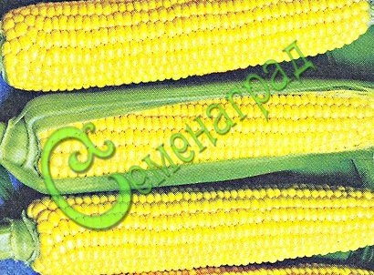 Семена Кукуруза сахарная «Кубанская консервная 148» - 5 семян, 20 упаковок Семенаград оптовый