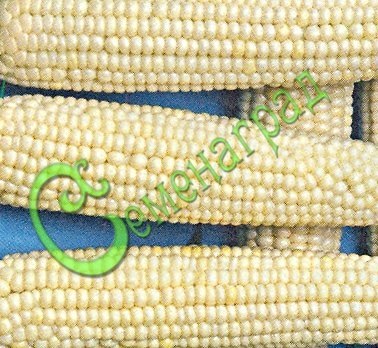 Семена Кукуруза сахарная «Беби» - 5 семян, 20 упаковок Семенаград оптовый