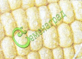 Семена Воздушная кукуруза - 10 семян, 15 упаковок Семенаград оптовый