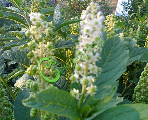 Семена Лаконос американский (фитолакка) - 10 семян, 15 упаковок Семенаград оптовый
