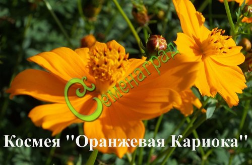 Семена Космея "Оранжевая Кариока" - 20 семян, 10 упаковок Семенаград оптовый