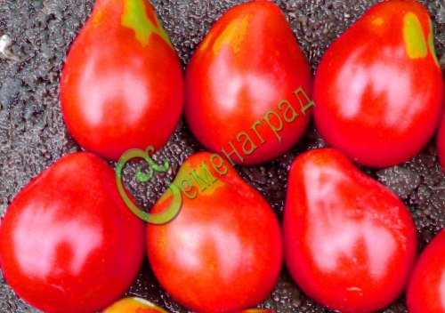 Семена томатов Инжир розовый - 20 семян Семенаград