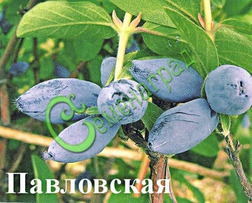 Семена Жимолость «Павловская» - 20 семян, 20 упаковок Семенаград оптовый
