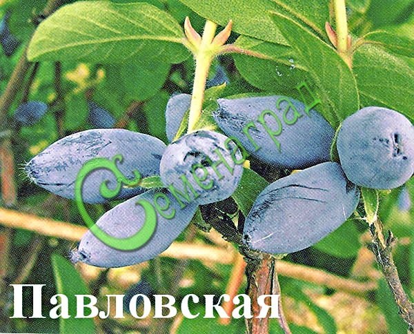 Семена жимолости Жимолость «Павловская»