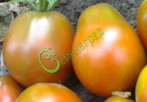 Семена томатов Инжир черный - 20 семян Семенаград