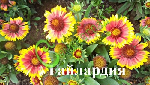 Семена Гайлардия гибридная - 30 семян, 20 упаковок Семенаград оптовый