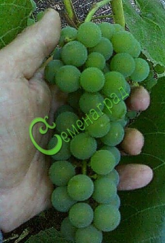 Семена Виноград «Таёжный изумруд» - 10 семян, 15 упаковок Семенаград оптовый