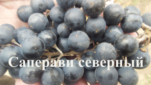 Семена Виноград "Саперави северный" - 10 семян, 15 упаковок Семенаград оптовый