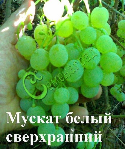 Семена Виноград «Мускат сверхранний» - 10 семян, 15 упаковок Семенаград оптовый