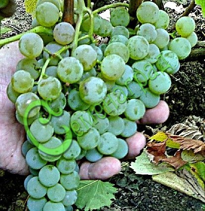 Семена Виноград «Любава» - 10 семян, 15 упаковок Семенаград оптовый