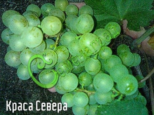 Семена Виноград «Краса Севера» - 10 семян, 15 упаковок Семенаград оптовый