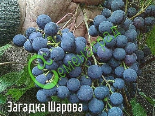 Семена Виноград «Загадка Шарова» - 10 семян, 15 упаковок Семенаград оптовый