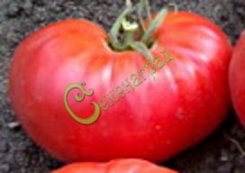 Семена томатов Кавказский великан - 20 семян Семенаград