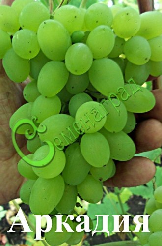 Семена Виноград «Аркадия» - 10 семян, 15 упаковок Семенаград оптовый