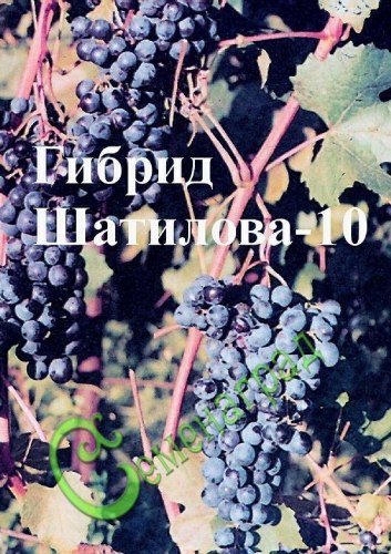 Семена Виноград амурский «Гибрид Шатилова-10» - 10 семян, 15 упаковок Семенаград оптовый