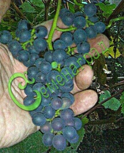 Семена Виноград амурский «Брускам» - 10 семян, 15 упаковок Семенаград оптовый