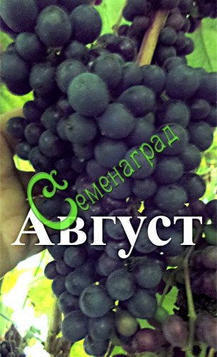 Семена Виноград амурский "Август" - 10 семян, 15 упаковок Семенаград оптовый