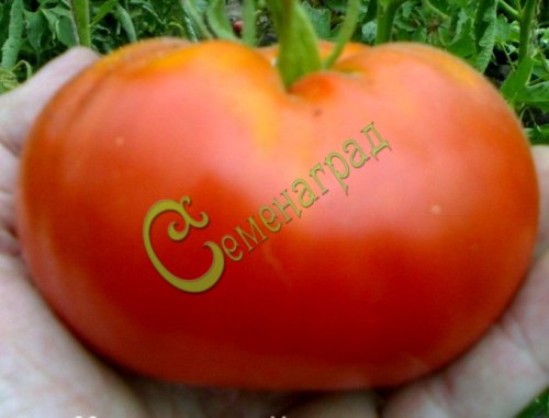 Семена почтой томат Канадский великан - 20 семян Семенаград
