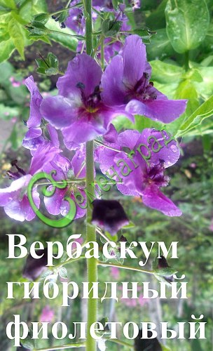 Семена Вербаскум гибридный - 30 семян, 20 упаковок Семенаград оптовый