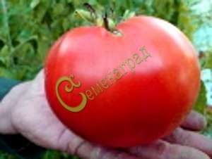 Семена томатов Кардинал - 20 семян Семенаград