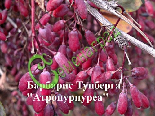 Семена Барбарис Тунберга «Атропурпуреа» - 20 семян, 15 упаковок Семенаград оптовый
