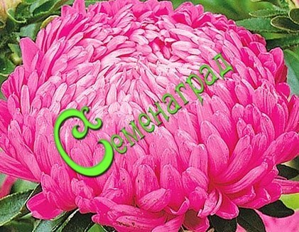 Семена Астра пионовидная "Дюшес розовая" - 30 семян, 20 упаковок Семенаград оптовый