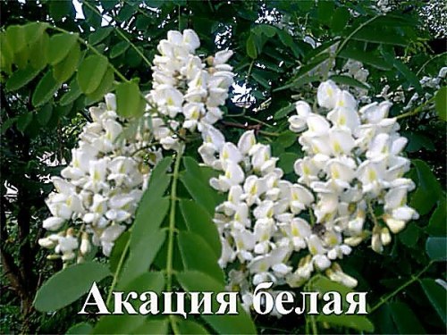 Акация белая - 1 уп - 20 семян, 8 упаковок Семенаград оптовый