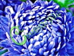 Семена Астра пионовидная "Синяя башня" - 30 семян