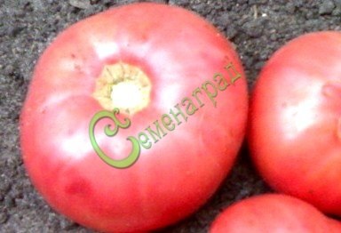 Семена томатов Король ранних - 20 семян Семенаград
