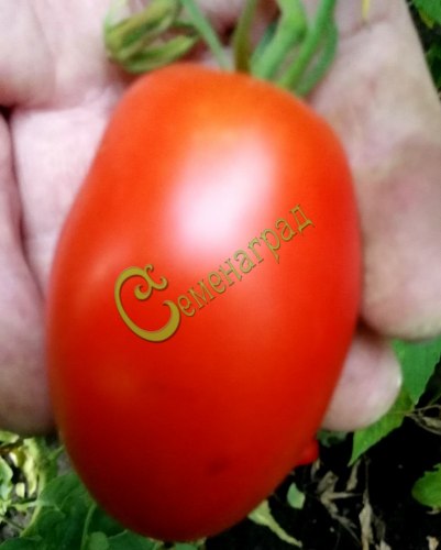 Семена томатов Красная ягода - 20 семян Семенаград