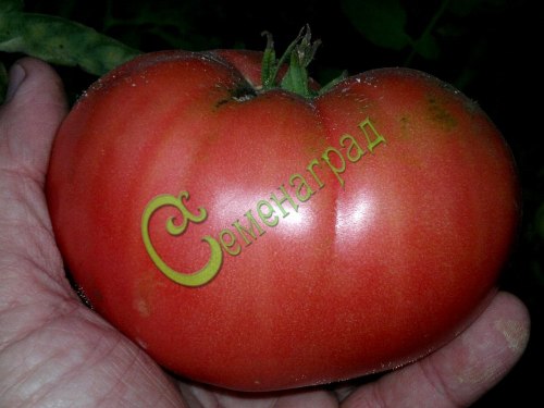 Семена томатов Кримсон - 20 семян Семенаград