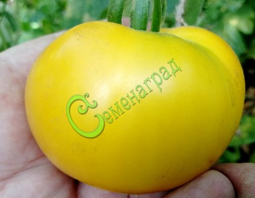 Семена томатов Лимонные - 20 семян Семенаград