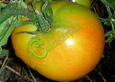Семена томатов Лонг Кипер, 20 семян