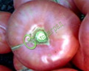 Семена томатов Малиновый великан - 20 семян Семенаград