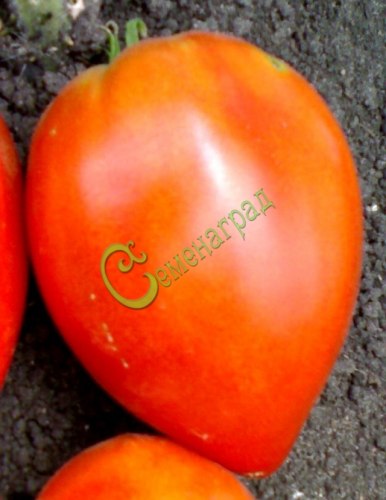 Семена томатов Марион - 20 семян Семенаград