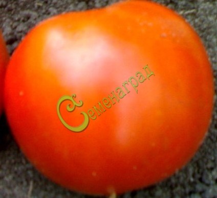 Семена томатов Мечта любителя - 20 семян