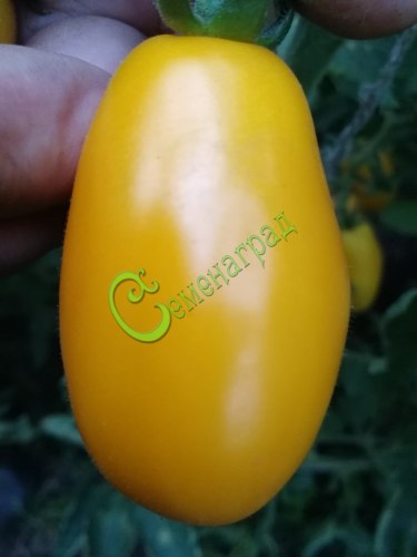 Семена томатов Оранжевые пальчики, 20 семян Семенаград