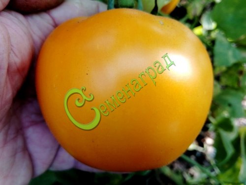 Семена томатов Оранжевый ранний - 20 семян Семенаград