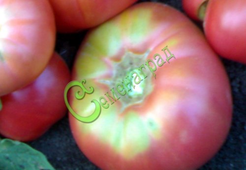 Семена томатов Ранняя любовь - 20 семян