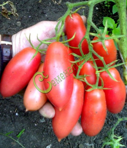 Семена томатов Розовые сосульки - 20 семян