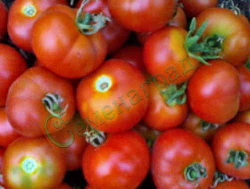Семена томатов Беттер Буш (“Лучший куст”) - 20 семян Семенаград
