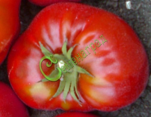 Семена томатов Розы Далласа - 20 семян Семенаград