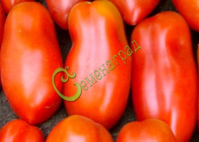 Семена томатов Сан Марцано 3 (Италия)