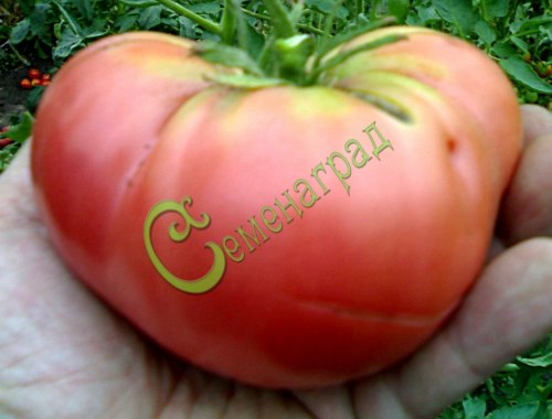 Семена томатов Сахарный бизон - 20 семян Семенаград