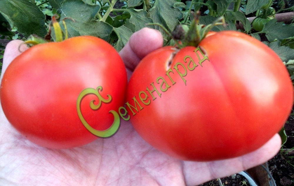 Семена томатов Сент-Пьер (Франция)