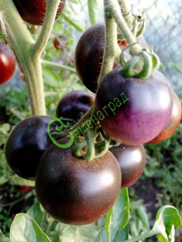 Семена томатов Синий сеньор, 20 семян