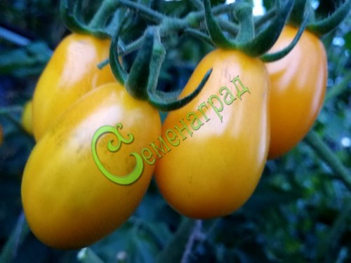 Семена томатов Слива желтая - 20 семян Семенаград