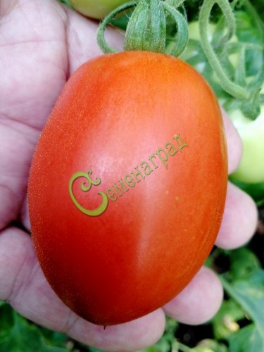 Семена томатов Слива китайская - 20 семян Семенаград