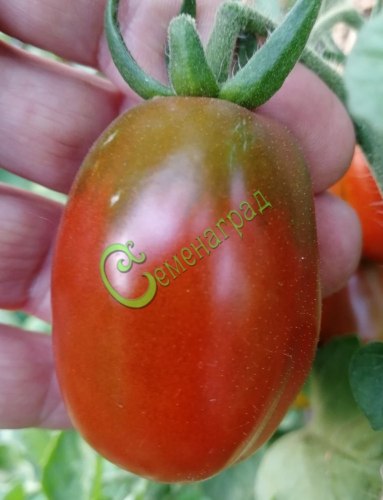 Семена томатов Слива кустовая - 20 семян Семенаград